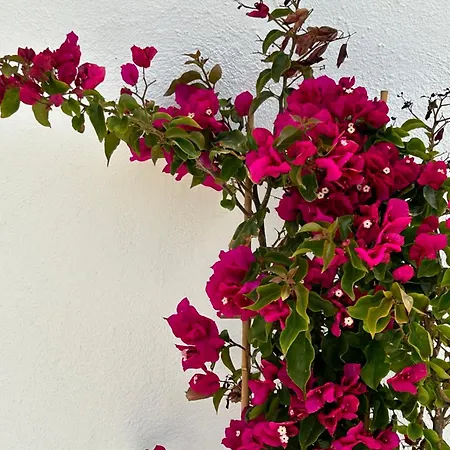 Delight Apartments Suites Apartment Stelida (Naxos)