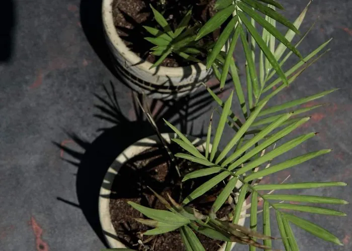 Delight Apartments Suites * Stelida (Naxos)