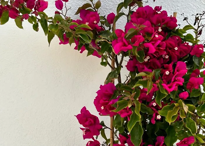 Delight Apartments Suites Apartment Stelida (Naxos)